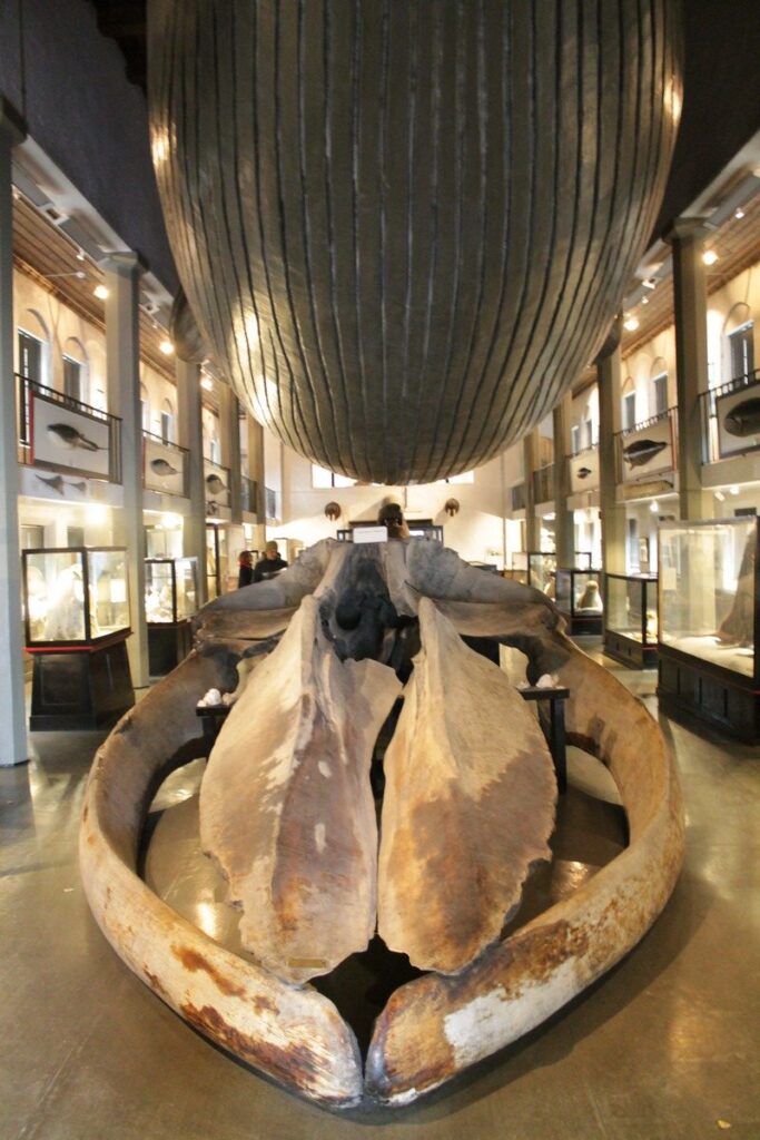 Muzeum Wielorybnictwa Sandefjord