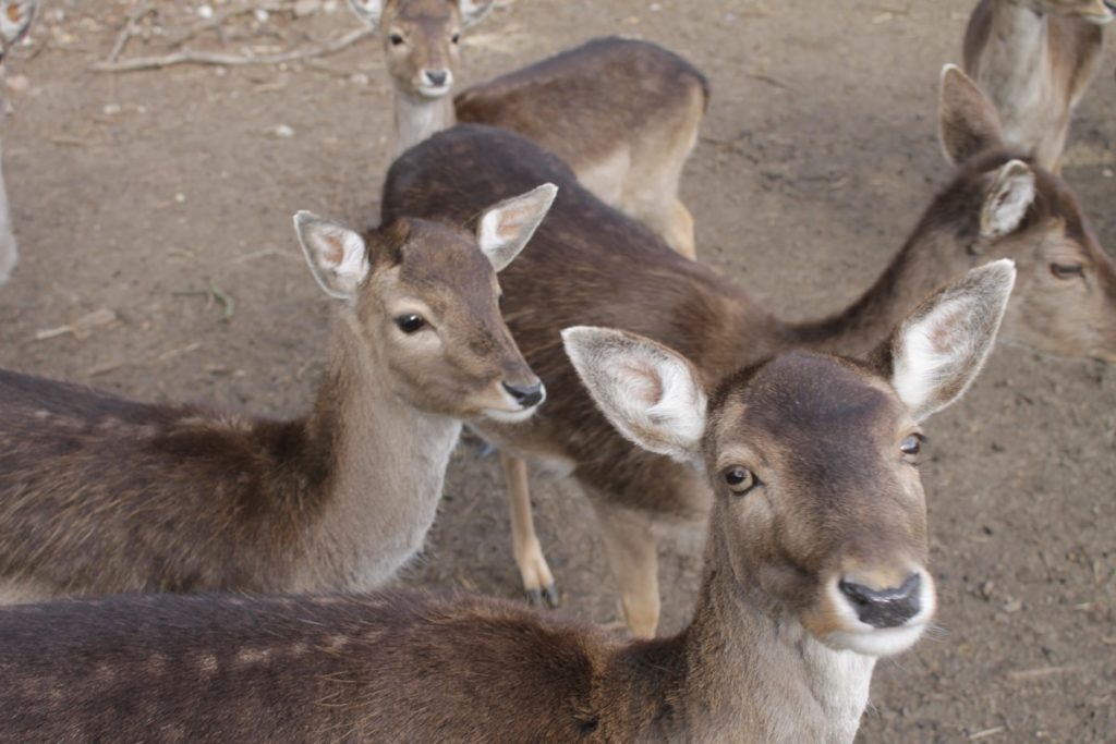 Wildpark Frankfurt