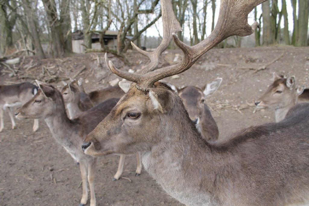 Wildpark Frankfurt