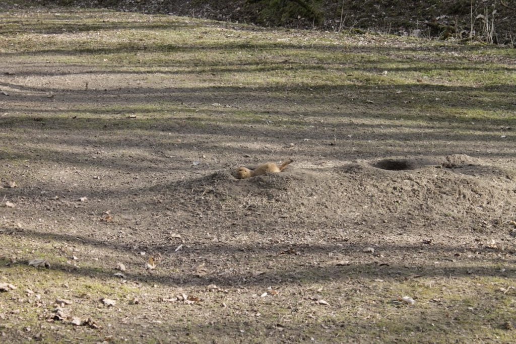 Wildpark Frankfurt