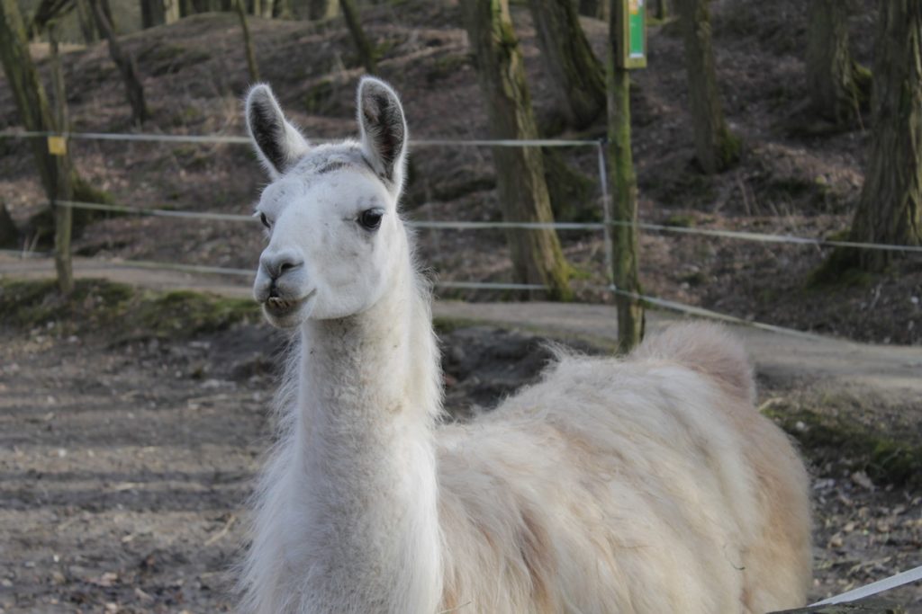 Wildpark Frankfurt