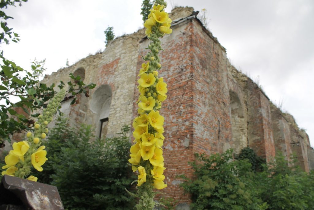 Ruiny synagogi w Wodzisławiu