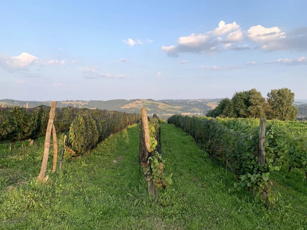 Tarnowskie winnice