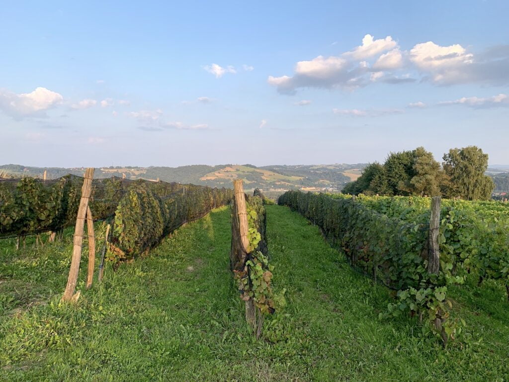Tarnowskie winnice