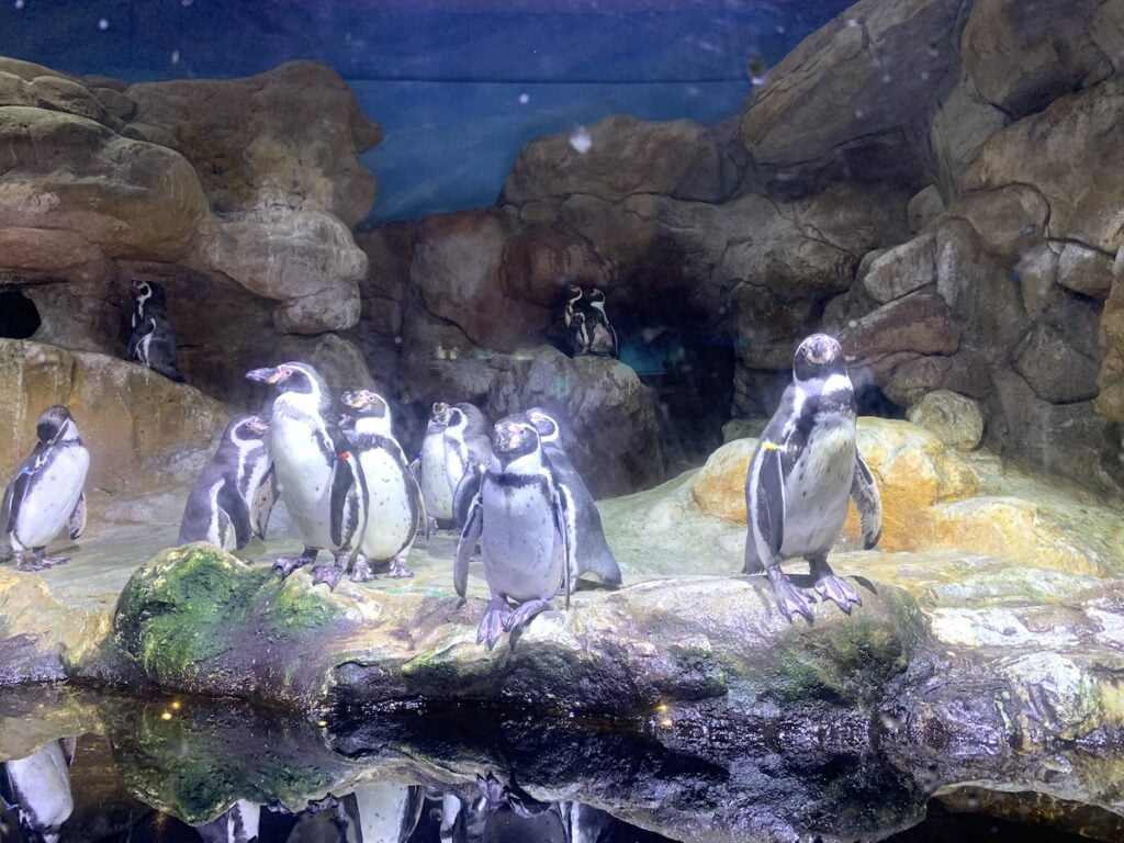Muzeum Historii Naturalnej w Berlinie