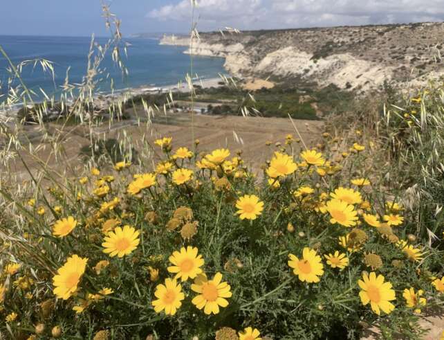 Kourion - klify